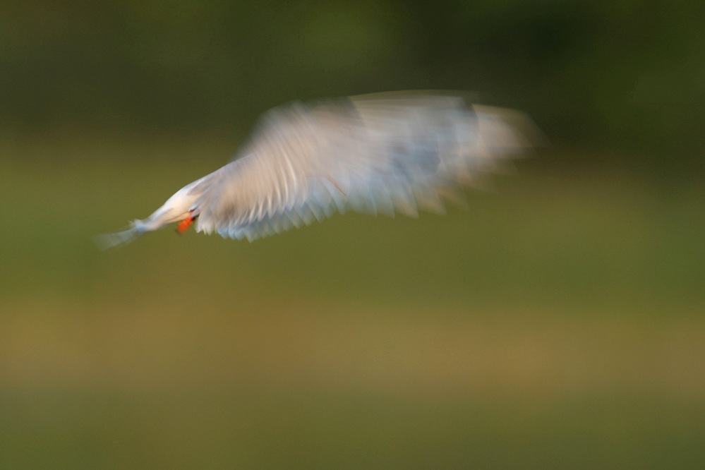 Schnabel im Flügel