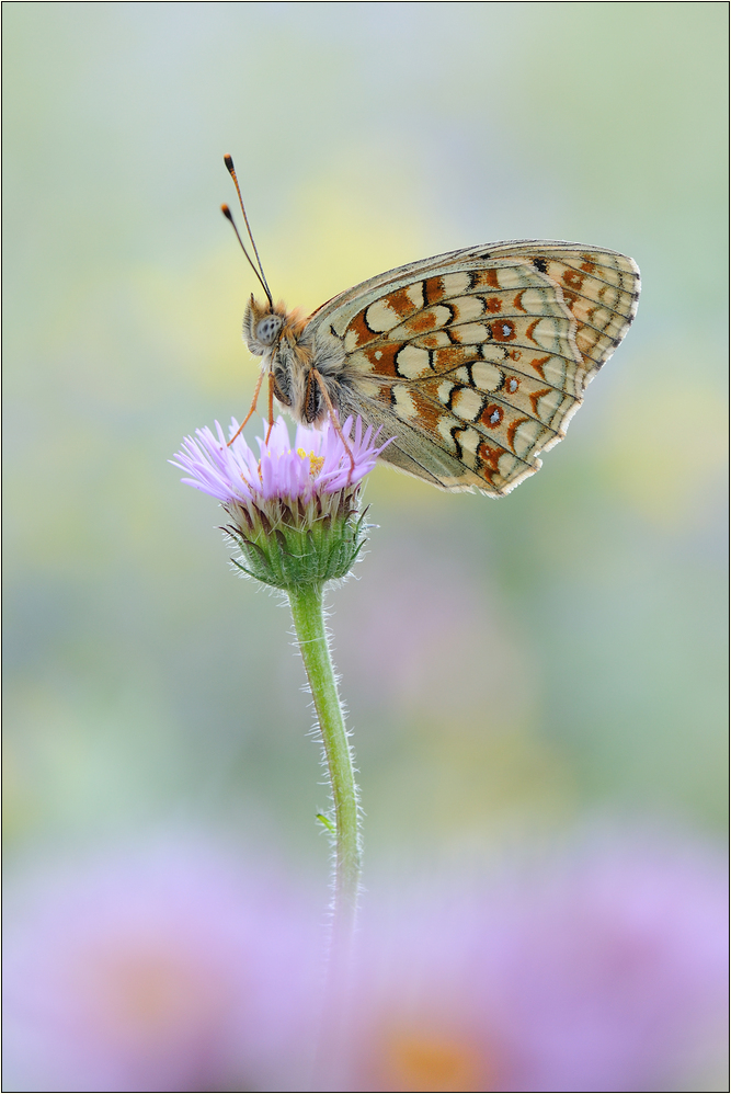 ~ Argynnis niobe ~