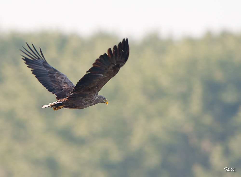 Seeadler