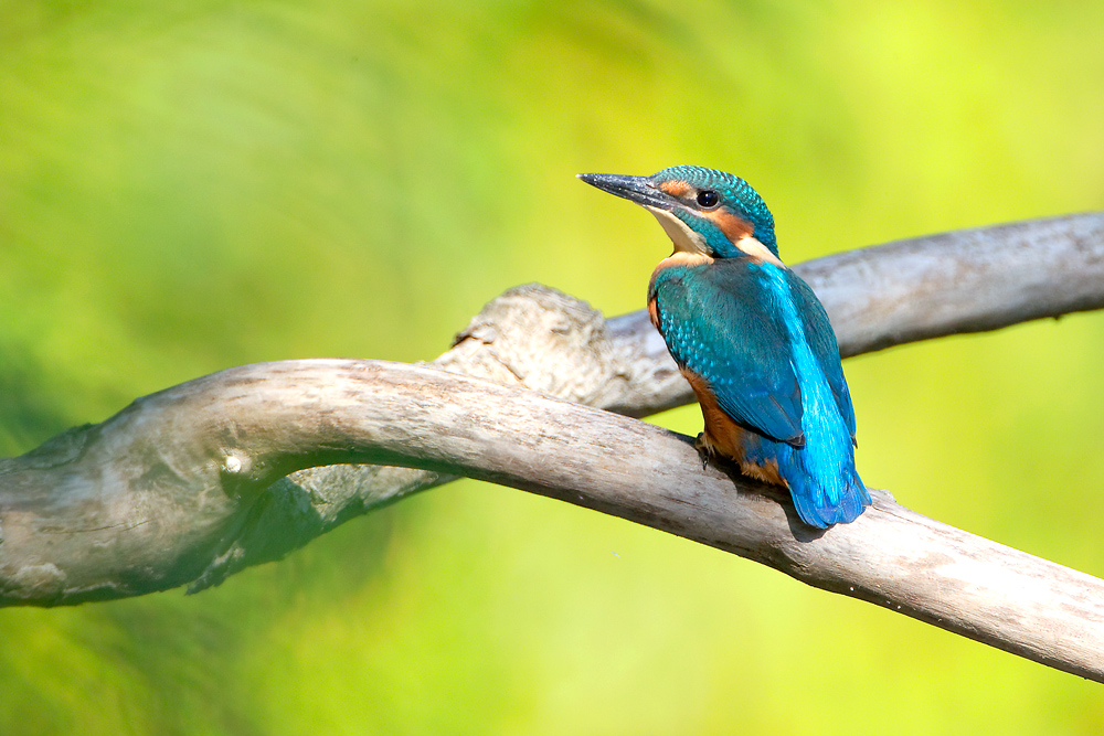 Junger Eisvogel