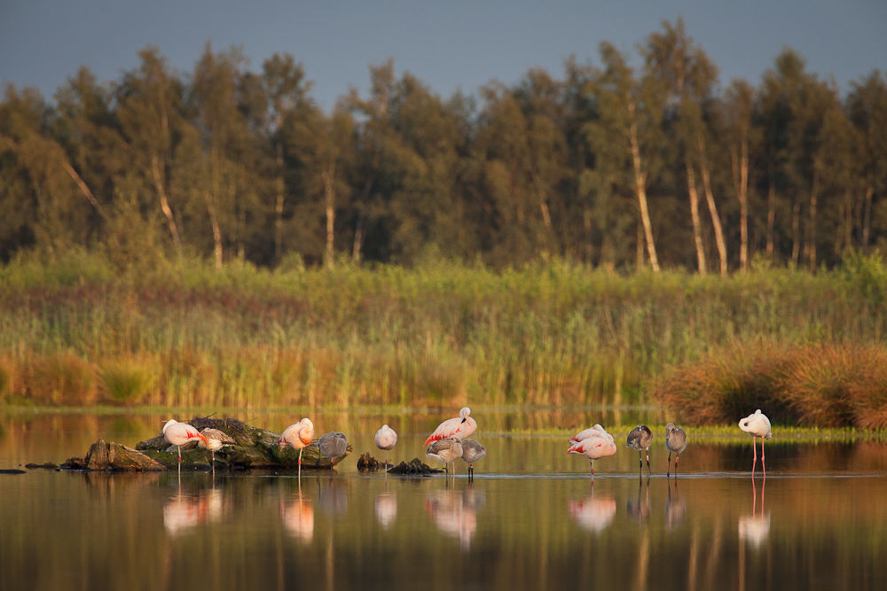 Flamingos