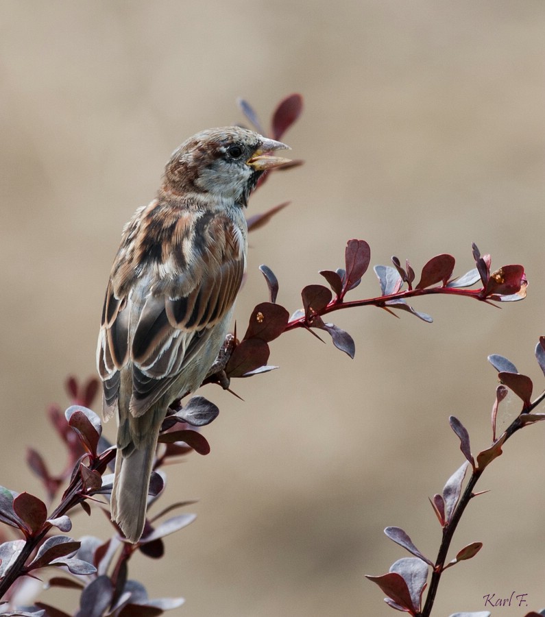 Sperling (Forum für Naturfotografen)