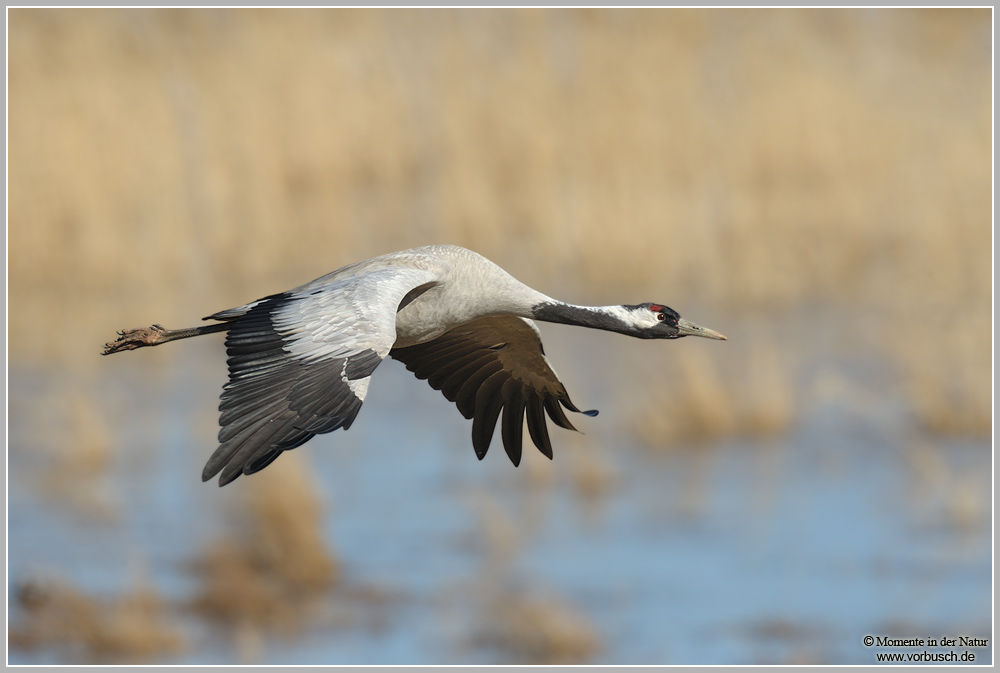 Grauer Kranich (Grus grus)