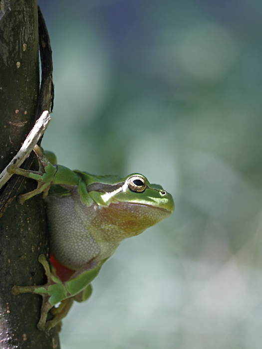 Laubfrosch