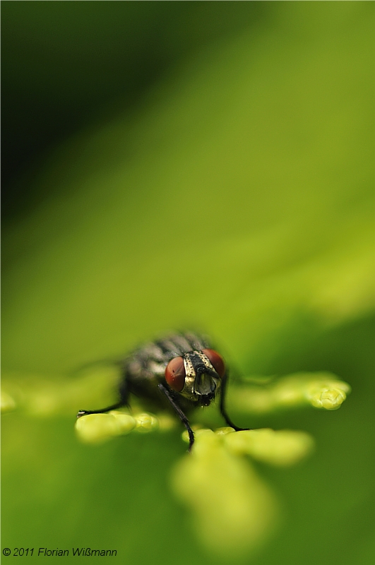 Graue Fleischfliege (Sarcophaga carnaria)