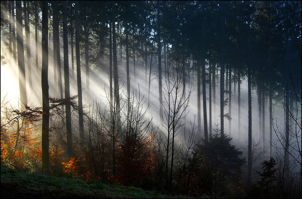 Strahlenwald