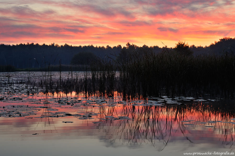 Morgenrot