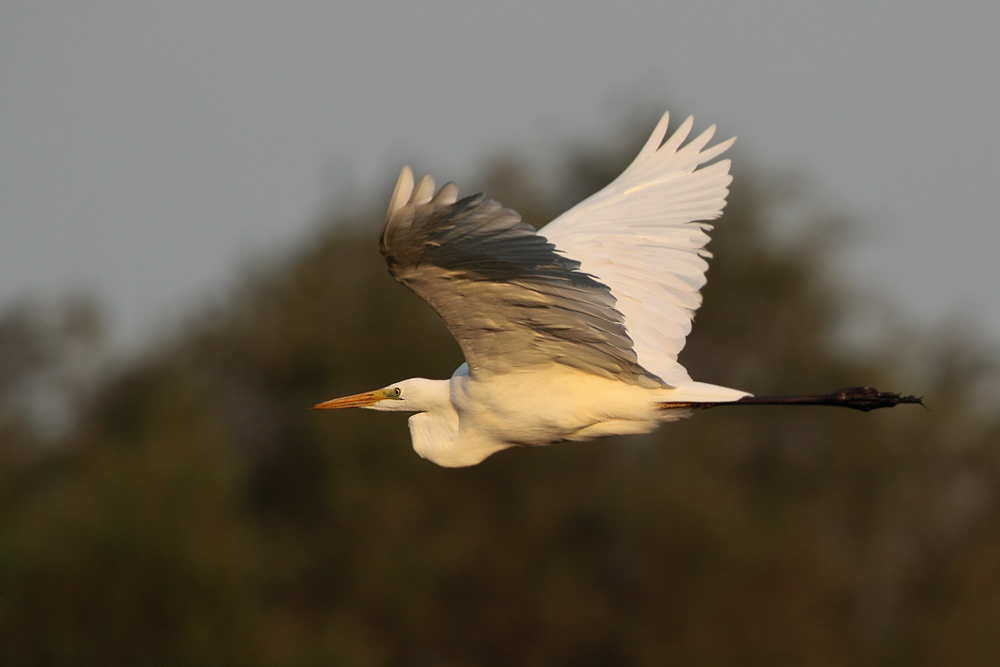 Silberreiher im Flug