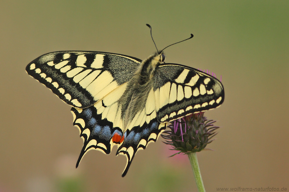Schwalbenschwanz (Papilio machaon)