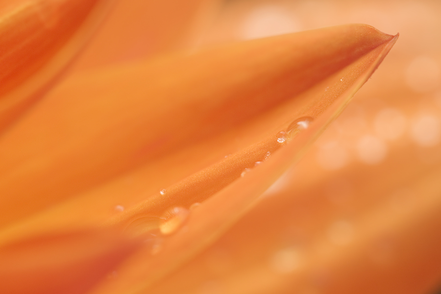 Raindrops