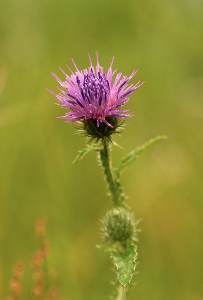 Distel