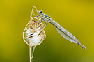 Federlibelle