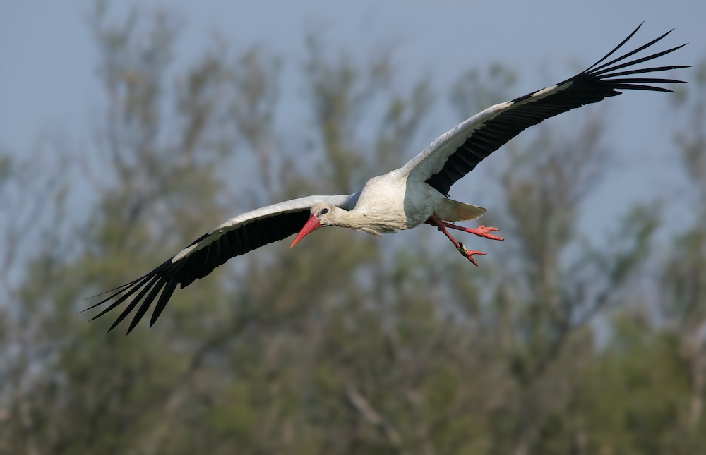 Weissstorch