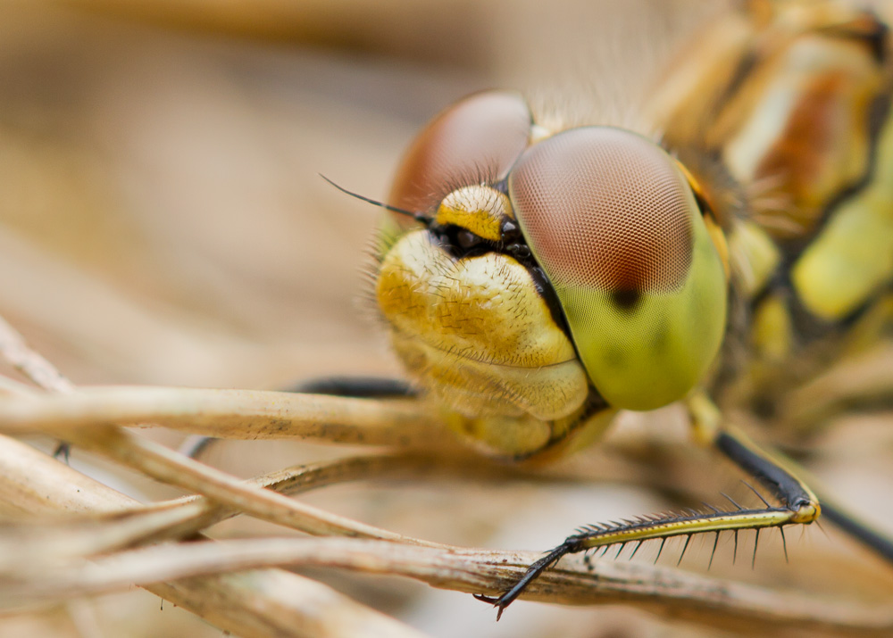 Portrait einer Heidelibelle