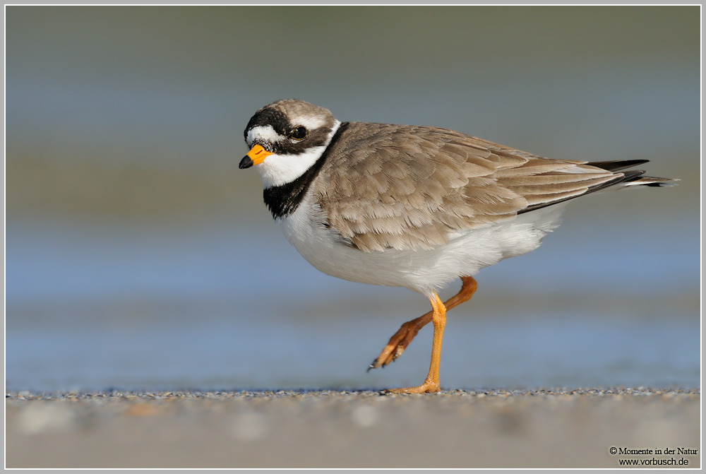 Sandregenpfeifer (Charadrius hiaticula)