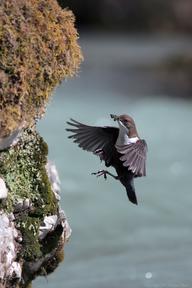 Wasseramsel [Cinclus cinclus]