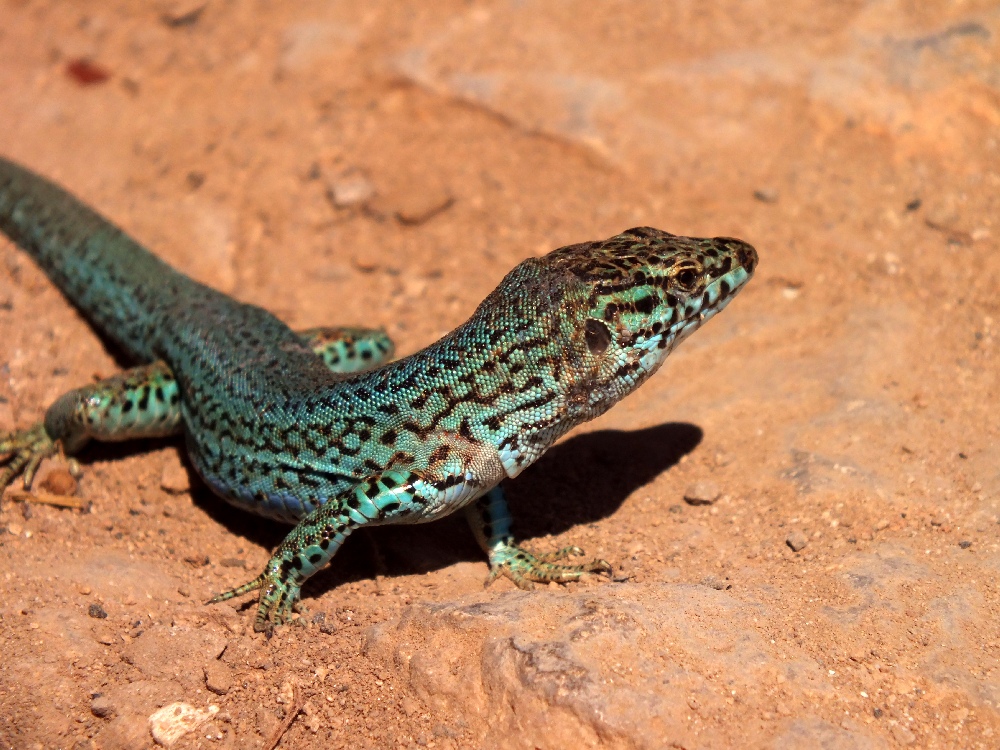 Podarcis pityusensis formenterae