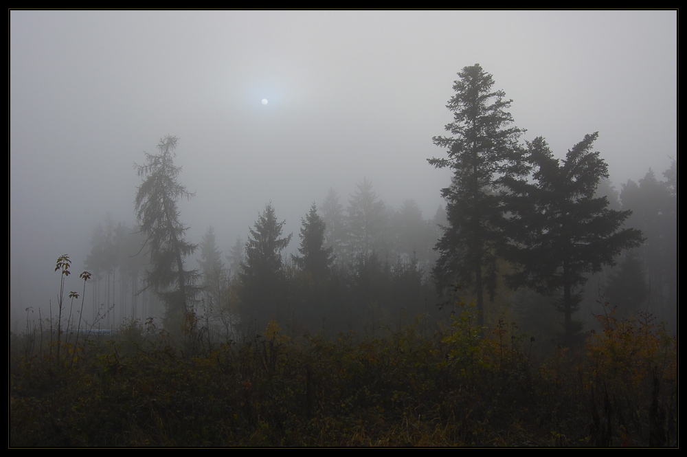 Seltsam, im Nebel zu wandern!