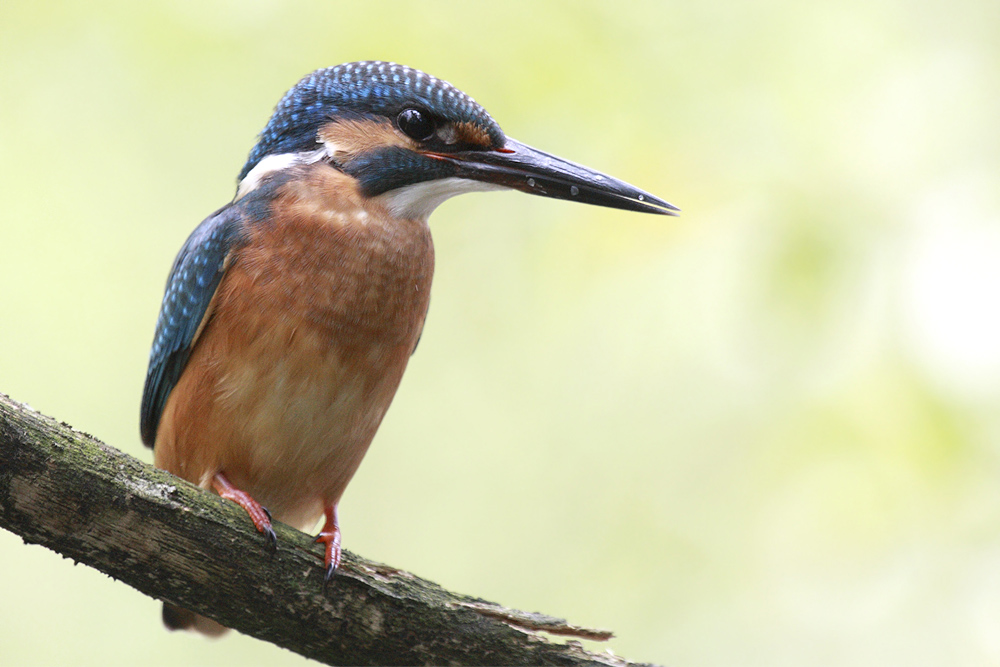 Eisvogel