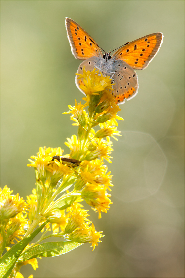 Lycaena dispar - Weibchen