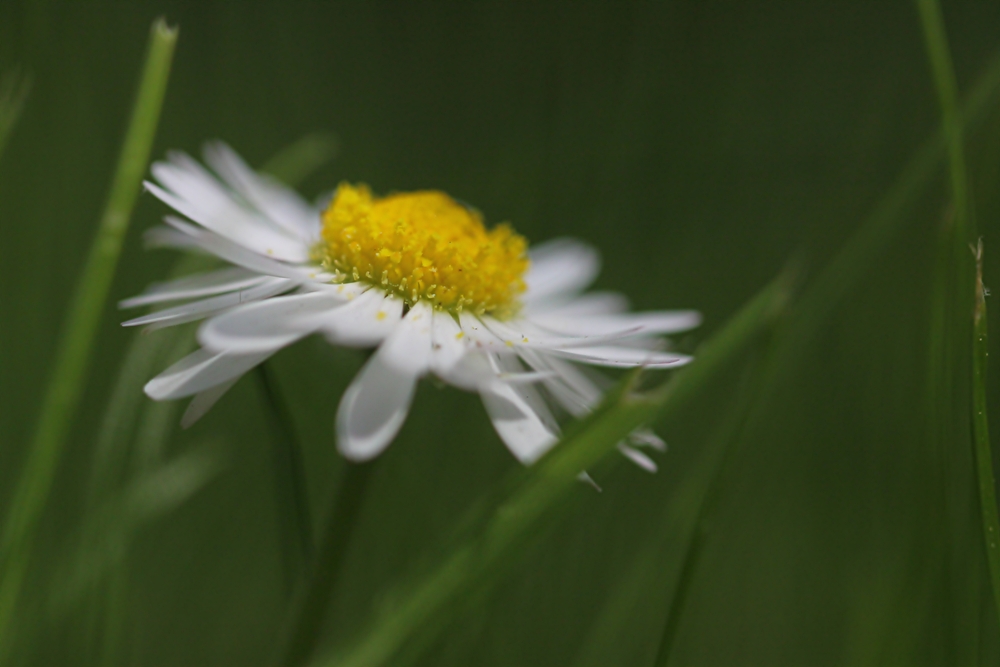 Gänseblümchen