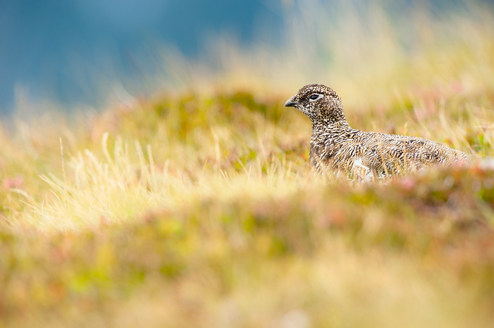 Alpenschneehuhn