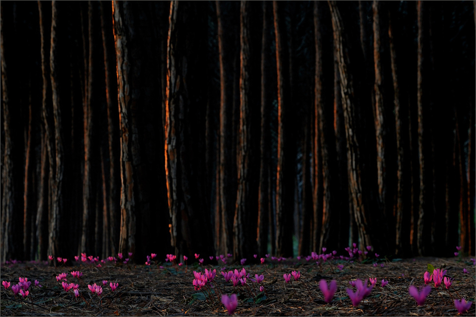 - Frühling im Märchenwald -