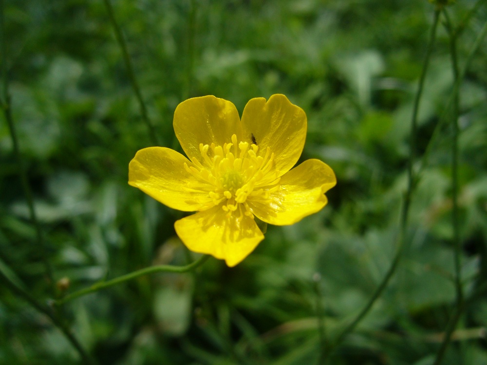 Butterblume (Forum für Naturfotografen)