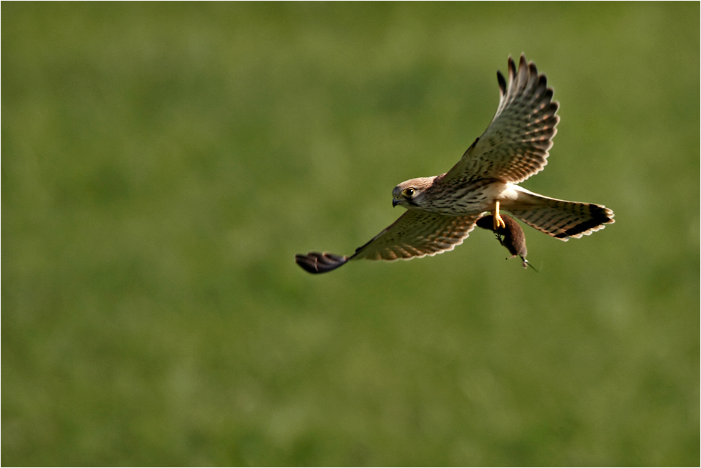 Junger Turmfalke mit Jagdglück