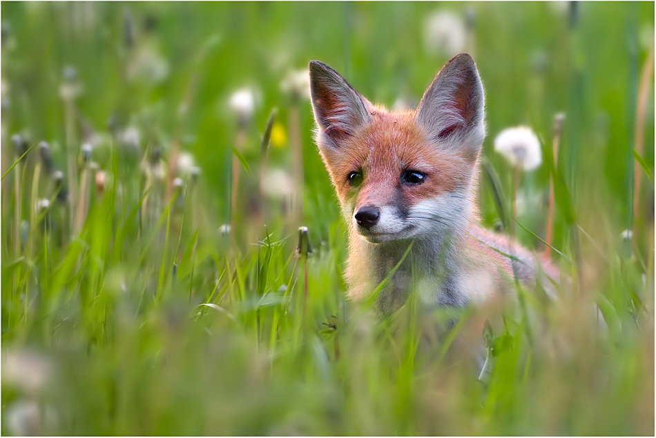 Der Jungfuchs und Heidi