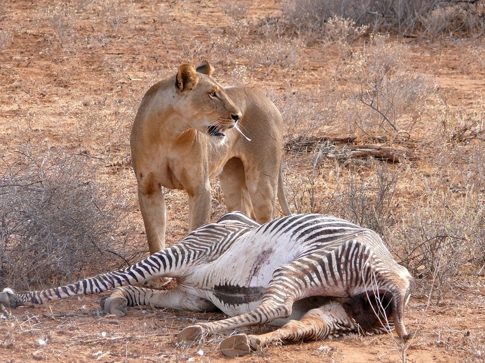 The Lioness "Kamuniak" - Die Löwin Kaminiak (die Begnadete)