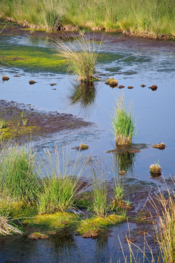 Wasser und Grasbüschel