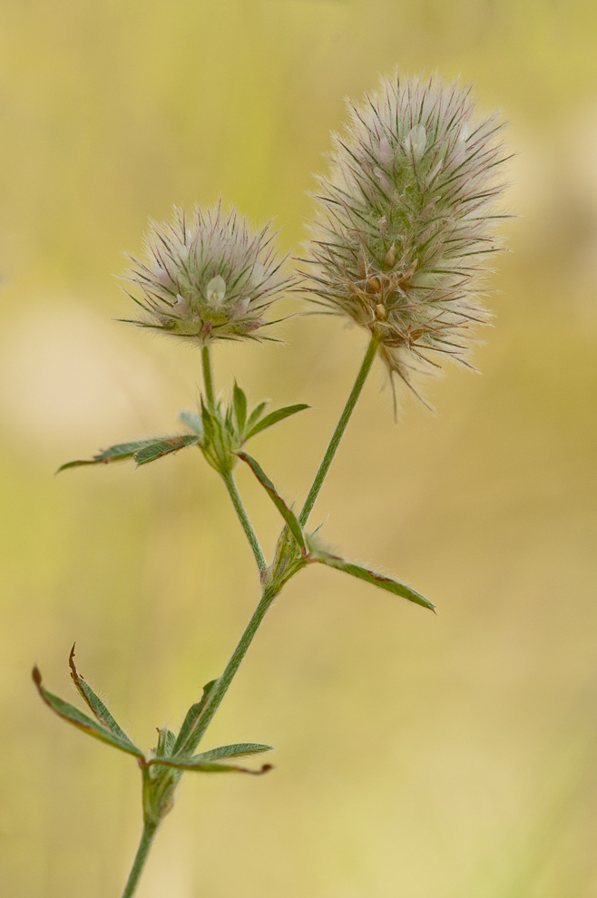 Hasen-Klee (Trifolium arvense)