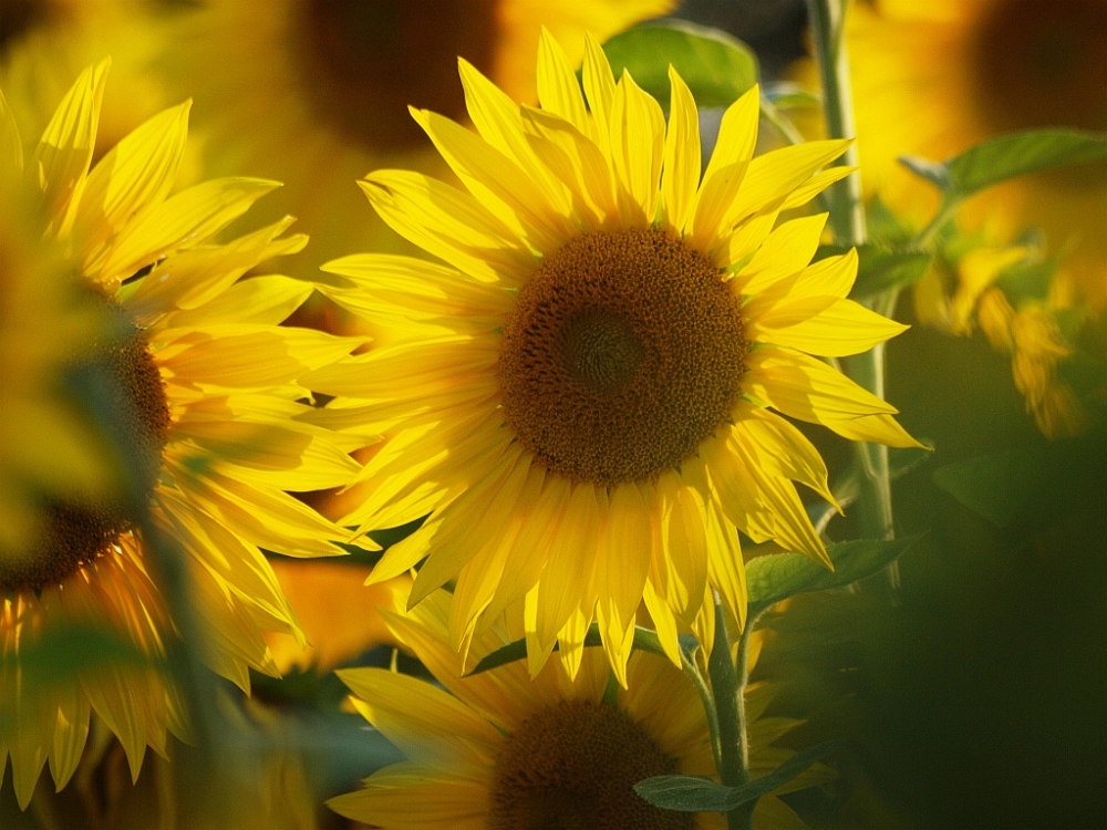 Sonnenblume im Gegenlicht