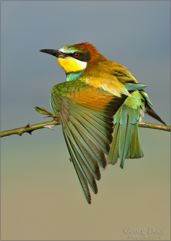 Des Vogels schöne Kleider..