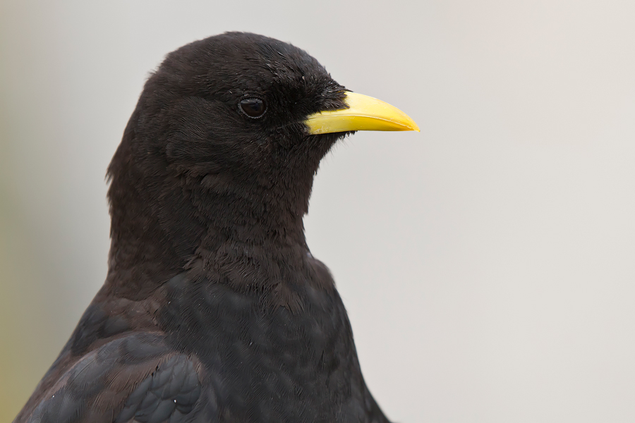 Portrait einer Alpendohle (Pyrrhocorax graculus)