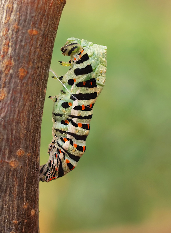 Metamorphose (1)