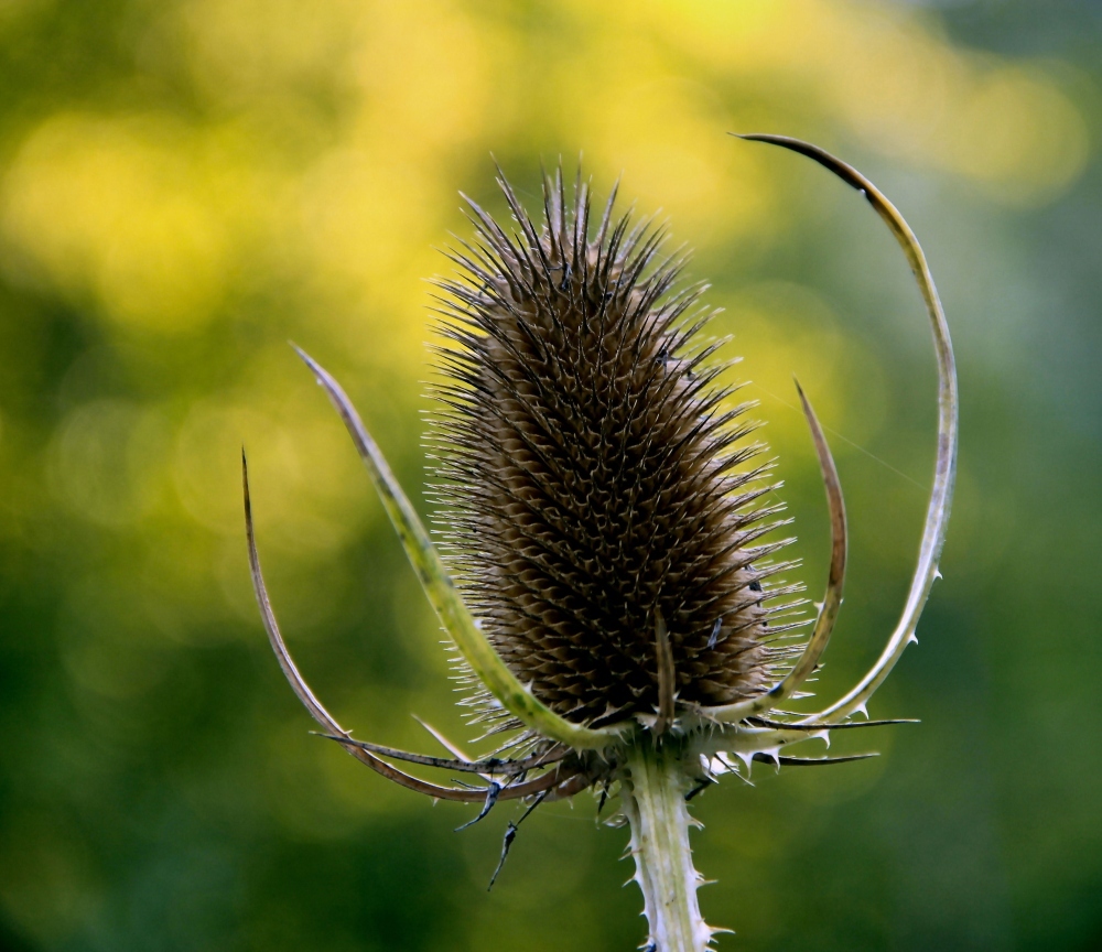 Herbstliche Karde