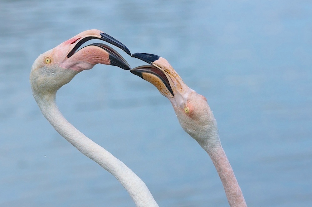 Streitende Flamingo