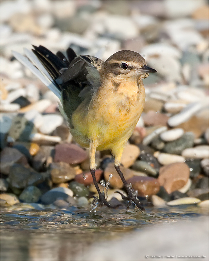 Schafstelze beim Baden