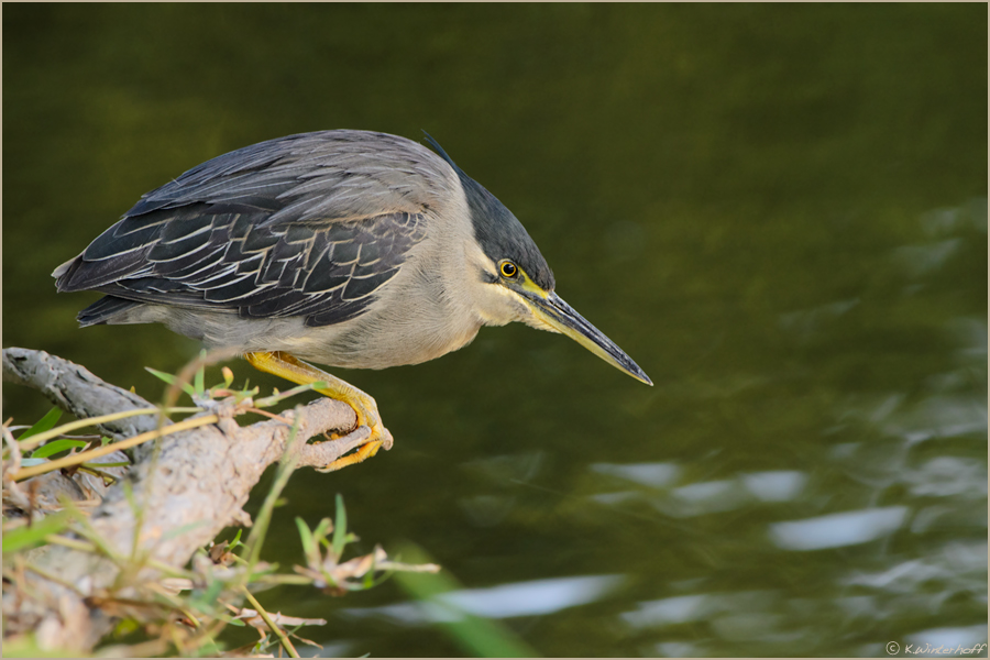 ~Little Heron~