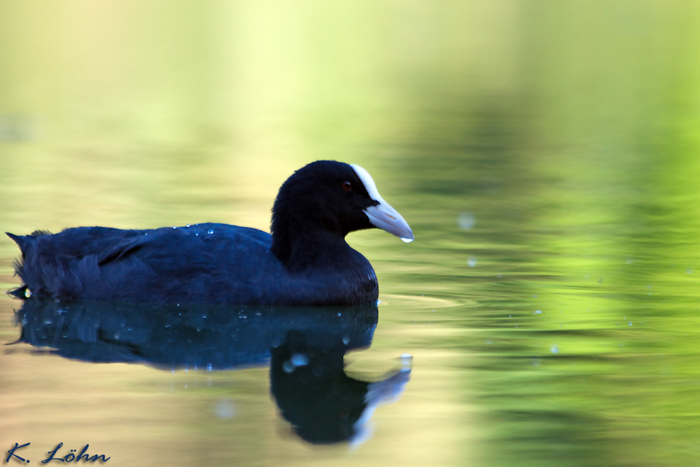 Blässhuhn (Fulica atra)