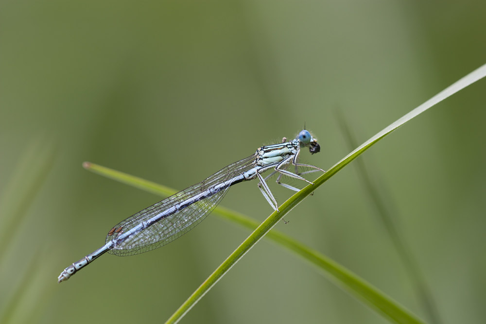 Blaue Federlibelle (Platycnemis pennipes)