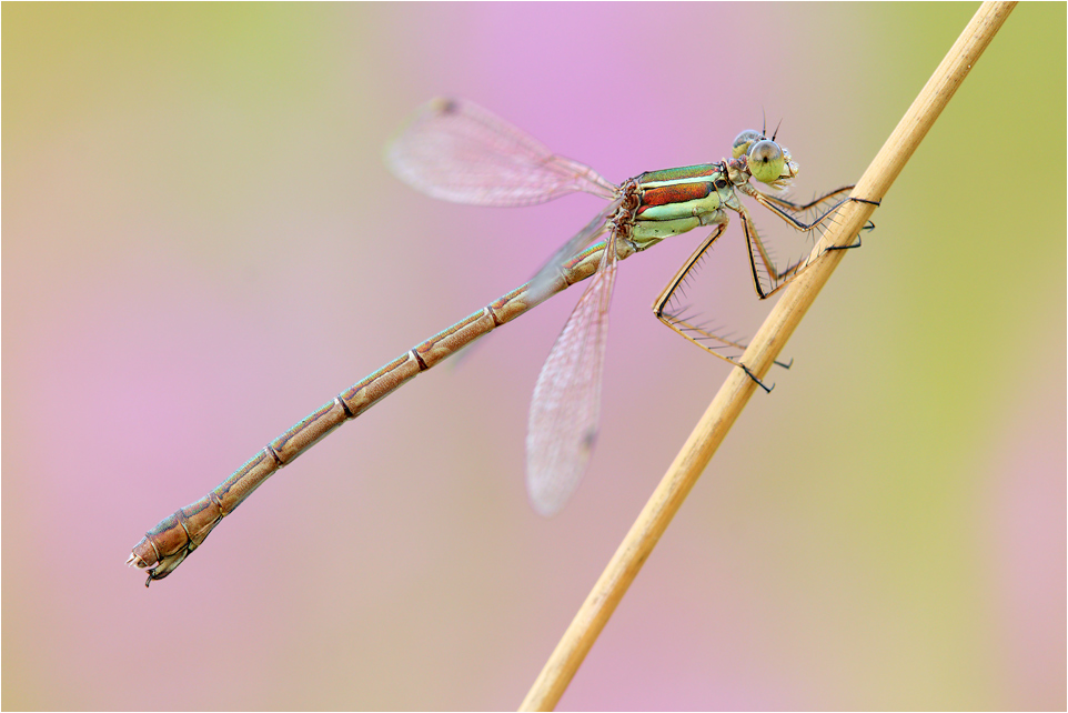 Lestes barbarus