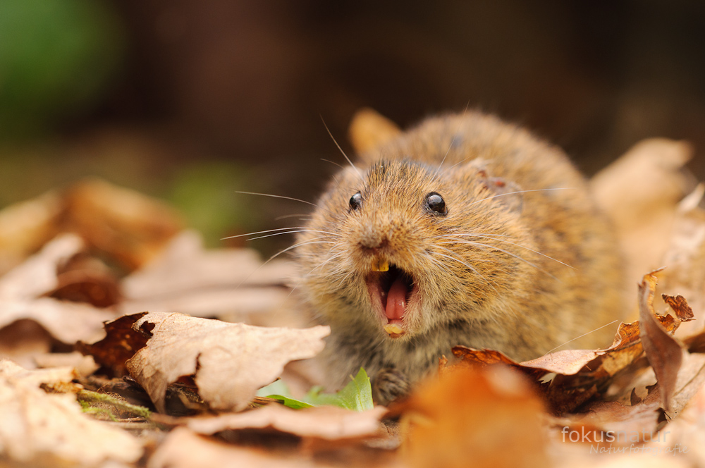 Rötelmaus (Myodes glareolus)