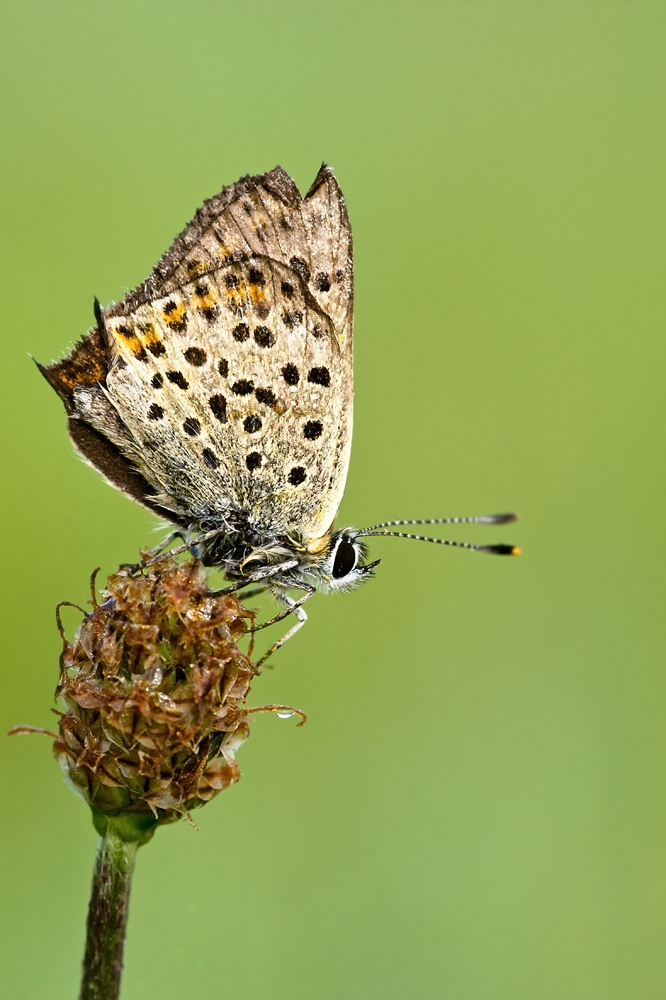 Brauner Feuerfalter