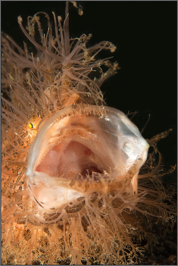 Hairy Frogfish