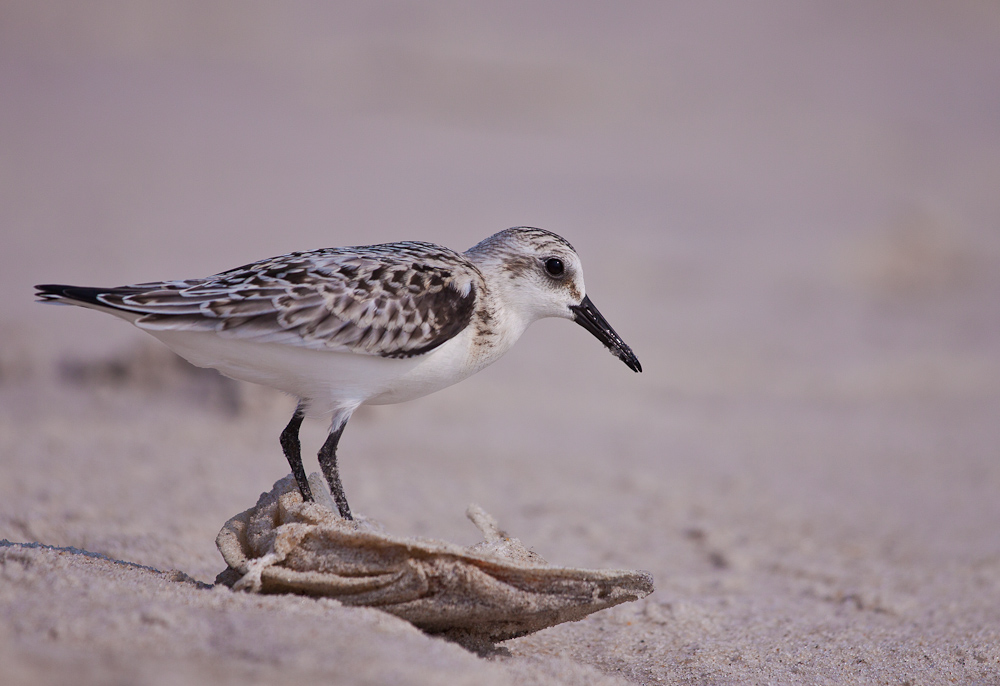 Strandlaeufer