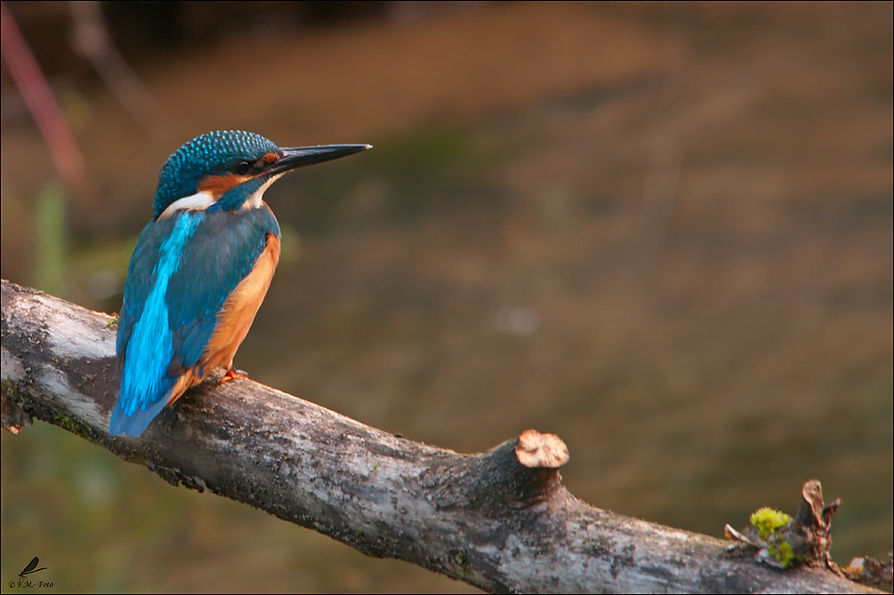 Eisvogel