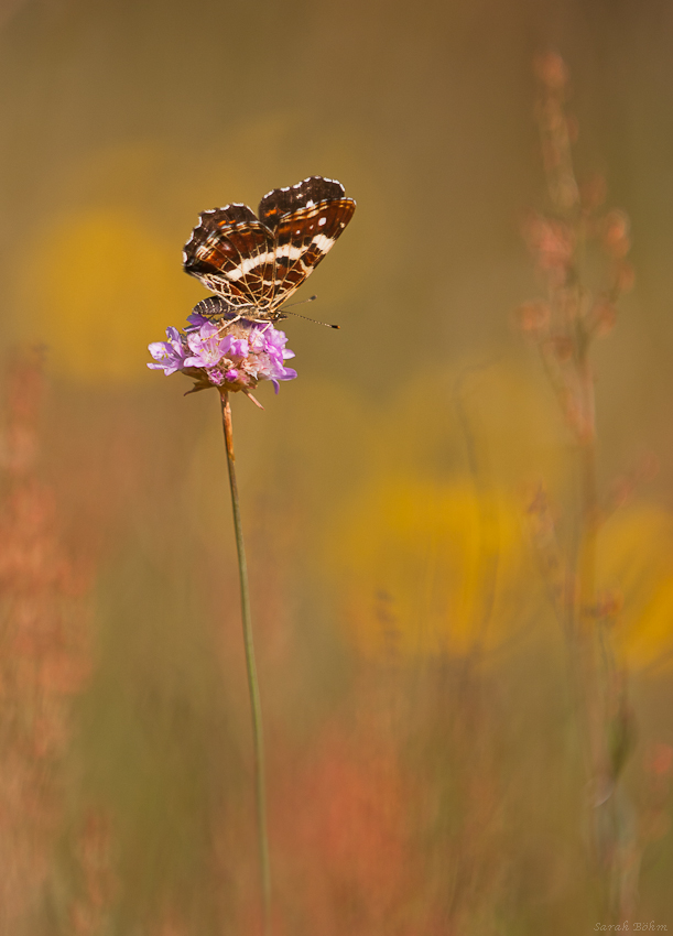 Sommerfeeling...